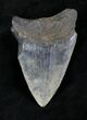 Bargain, Serrated Megalodon Tooth - Venice, FL #20558-2